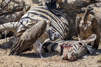 Many white-backed vulture (Gyps africanus) with bloody heads feeding on the carcass of a dead