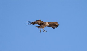 White-backed vulture (Gyps africanus) in flight against a blue sky, Etosha National Park, Namibia,