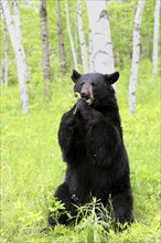 American Black Bear Ursus americanus), baribal, adult, feeding, Minnesota, USA, North America