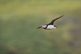 Puffin (Fratercula arctica), flying, Skomer Island, Wales, Great Britain