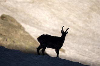 Alpine ibex (Capra ibex), silhouette in front of snowfield, Mont Blanc massif, Chamonix, France,