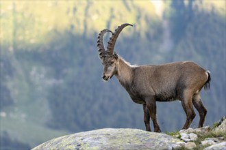 Alpine ibex (Capra ibex), adult male, Mont Blanc massif, Chamonix, France, Europe