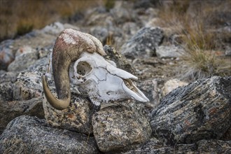 Bleached skull of a musk ox in a rocky arctic landscape, Kong Oscar Fjord, Northeast Greenland