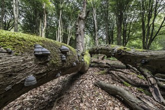 Deadwood with tinder fungus (Fomes fomentarius) in beech forest (Fagus sylvatica), Emsland, Lower