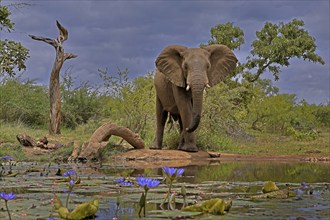 African elephant (Loxodonta africana), bull, male, at the water, Kruger National Park, Kruger