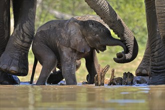 African elephant (Loxodonta africana), young animal, with mother, baby elephant, calf, at the