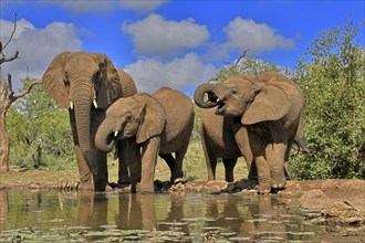 African elephant (Loxodonta africana), adult, juvenile, group with juveniles, at the water,