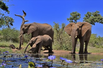 African elephant (Loxodonta africana), adult, female, mother, male, bull, young animal, mother with