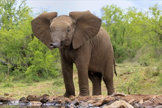 African elephant (Loxodonta africana), young animal, at the water, Kruger National Park, Kruger