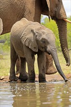 African elephant (Loxodonta africana), young animal, drinking, at the water, Kruger National Park,