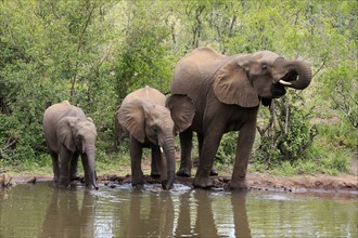 African elephant (Loxodonta africana), juvenile, mother, adult, female, mother with two juveniles,