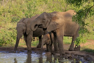 African elephant (Loxodonta africana), juvenile, mother, adult, female, group, at the water,