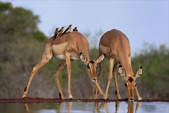 Black heeler antelope (Aepyceros melampus), adult, female, two females, at the water, drinking,