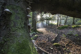 Tinder fungus (Fomes fomentarius) on dead copper beech (Fagus sylvatica) in a forest, Emsland,