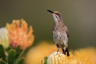 Cape Honeybird (Promerops cafer), adult, female, on flower, Protea, vigilant, Kirstenbosch Botanic