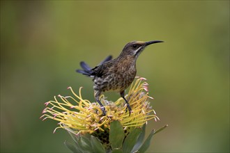 Cape Honeybird (Promerops cafer), adult, male, on flower, Protea, vigilant, Kirstenbosch Botanical