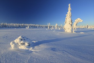 Snow-covered trees, morning light, winter landscape, winter, near Gällivare, Lapland, Sweden,