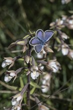 Amanda's blue (Polyommatus amandus), Emsland, Lower Saxony, Germany, Europe