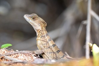 Common basilisk (Basiliscus basiliscus) adult female, Osa Peninsula, Puntarena Province, Costa