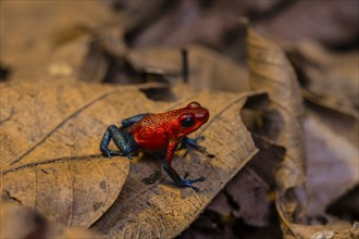 Strawberry poison-dart frog (Oophaga pumilio) sitting on a leaf, Heredia province, Costa Rica,