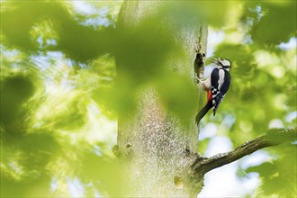 A great spotted woodpecker (Dendrocopos major) sitting vertically on a tree trunk in front of its