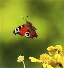 A peacock butterfly (Inachis io, Nymphalis io) flies close to yellow flowers against a green