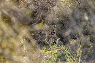 Leopard (Panthera pardus) lying, between dense bushes, adult, Kruger National Park, South Africa,