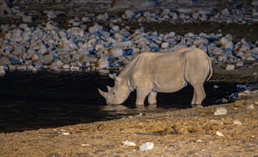 Black rhinoceros (Diceros bicornis) drinking at a floodlit waterhole at night, Okaukuejo Waterhole,