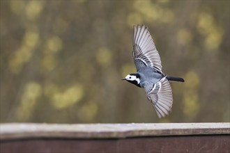 White wagtail (Motacilla alba) in flight with wings spread wide, against a blurred background,