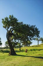 Centuries-old til trees in fantastic magical idyllic Fanal Laurisilva forest on sunset. Madeira