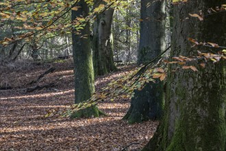 Beech forest (Fagus sylvatica) in autumn foliage, Emsland, Lower Saxony, Germany, Europe