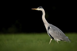 Grey heron (Ardea cinerea), animal portrait, Rosensteinpark, Stuttgart, Baden-Württemberg, Germany,