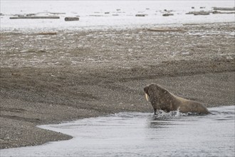 Walrus on the beach (Odobenus rosmarus), wintery headland Ardneset, Svalbard and Jan Mayen