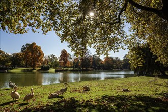 Pelicans (Pelecanidae, Pelecanus) on a meadow in front of a lake, trees in autumn colours,