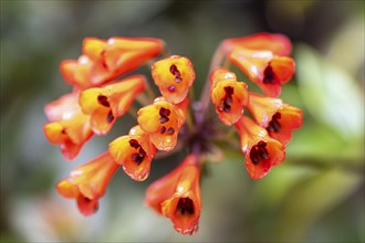 Bomarie (Bomarea), red blossom in the rainforest, Poás National Park, central highlands, Alajuela