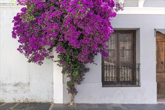 Uruguay, colonial streets of Colonia Del Sacramento in historic center of Barrio Historico, South