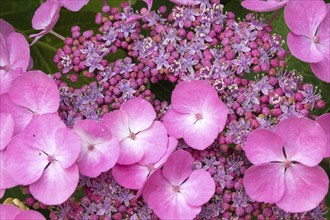 Close-up of a mountain hydrangea (Hydrangea serrata), hydrangea, North Rhine-Westphalia, Germany,