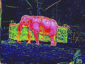 Elephant in a zoo. Thermal image or thermography, symbol photo, interpolated. Germany