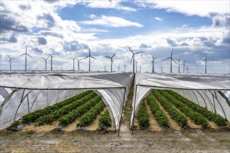 Agriculture, large areas with foil tunnels, for the cultivation of strawberries, wind farm, south