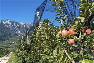 Apple-growing region in the Adige Valley, South Tyrol, large areas under cultivation, in South