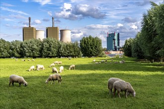 Duisburg Friemershein, sheep on a pasture in the floodplain along the Rhine, pollard willow trees,