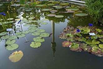 Westfalenpark, with 70 hectares, one of the largest inner-city parks in Europe, water plant basin,