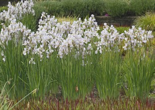 Siberian iris (Iris sibirica), flowers, North Rhine-Westphalia, Germany, Europe