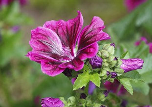 Common mallow (Malva sylvestris), North Rhine-Westphalia, Germany, Europe