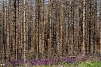 Dead spruce forest in the Eggegebirge, near Lichtenau, Common foxglove growing, Paderborn district,