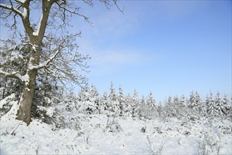 Snow-covered winter forest, snow-covered spruces (Picea abies) on a sunny winter day with blue sky,