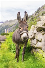 A donkey stands on a green meadow next to a stone wall and looks curiously into the camera, Klein