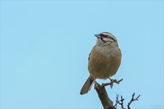 Rock Bunting (Emberiza cia) on fruit tree, Austria, Lower Austria, Wachau, Europe