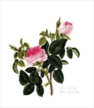 Rosa centifolia, Rose, Old rose, Rose cultivar, Illustration from 1799, Historic, digitally