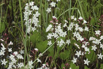 Bog bean (Menyanthes trifoliata) flowers and buds, Lofoten, Norway, Scandinavia, Europe